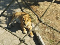 -西霞口神雕山野生动物世界