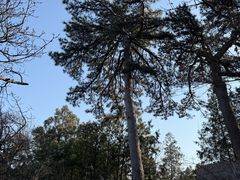 -阳台山自然风景区