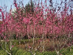 -上海市龙华烈士陵园