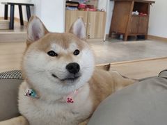 -南京Hallo宠物乐园·哈罗犬舍·柴犬繁育基地