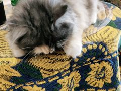 -平行世界·猫咖(首经贸店)