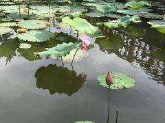 -黄兴公园