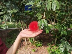 -中国科学院西双版纳热带植物园