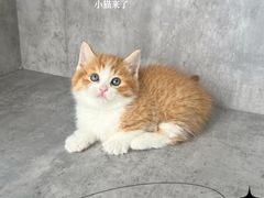 -小猫来了·猫舍(红山六九七九店)