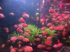 -芽庄珍珠岛游乐园