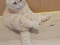 -CAT’S MEWSTAR CAFE·喵星球猫屋(晴湾咖啡店)