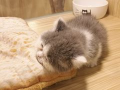 -屋虎猫馆(宝安大仟里店)