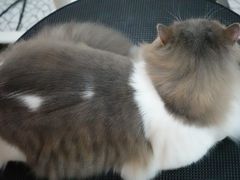 -momokira米努特·德文卷毛猫·棉花面纱犬