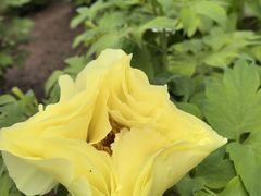 -洛阳市隋唐城遗址植物园
