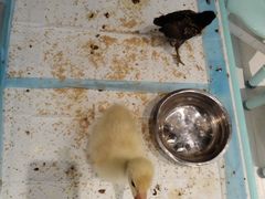 -怪兽屋·羊驼·猫咖·狗咖(俊华广场店)