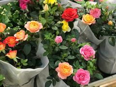 -双季花艺园艺市场(浦东店)