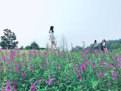 -铁山坪森林公园