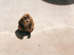 -西霞口神雕山野生动物世界