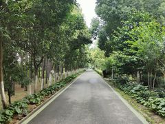 -合肥滨湖国家森林公园