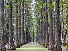 -渌洋湖湿地公园