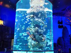 -芜湖新华联大白鲸海洋公园