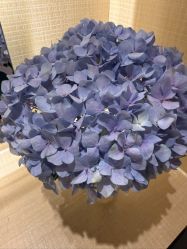 -娇莉芙美颜SPA连锁