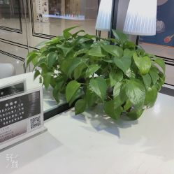 点击看大图 -PIONEER·韩式