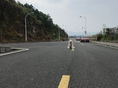 -大姆山草场