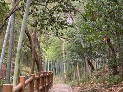 -上海佘山国家森林公园天马山园