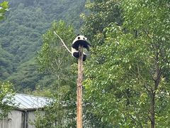 -卧龙中华大熊猫苑神树坪基地