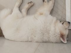 -共舞时光猫咖·狗咖(新街口店)