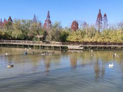 -溱湖国家湿地公园