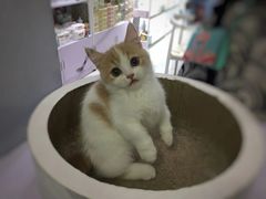 -喵的天空名猫咖啡馆·撸猫·猫舍·用品