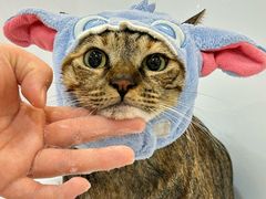 -momokira米努特·德文卷毛猫·棉花面纱犬