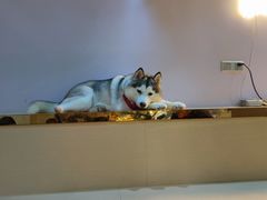 -Husky Go! 哈士奇体验馆·宠物咖啡厅狗咖