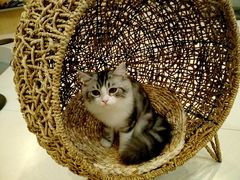 -飞行喵MR PILOT|猫舍·猫咖(静安大融城店)