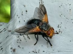 -五营红松林海景区