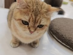 -COLOR PETS 撸猫馆·购猫·猫咖(长风大悦城店)
