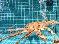 -佬太公海鸭·海鲜大排档(上海总店)