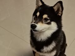 -瑞鹏宠物医院(大运分院)