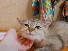 -浅草猫吧猫咖 购宠桌游 约会社交(红鼎国际名苑店)