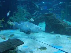 -锦艺城海洋馆