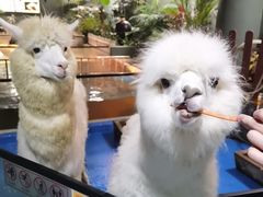 -上海大自然野生昆虫馆(东方明珠·爬宠昆虫探索中心)