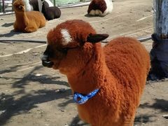 -新疆天山野生动物园