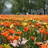 沈水湾公园