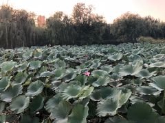 -前关湿地公园