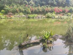 -深圳仙湖植物园