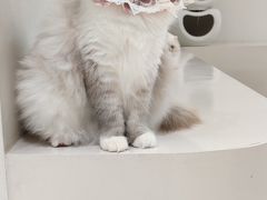 -怪兽屋·羊驼·猫咖·狗咖(俊华广场店)