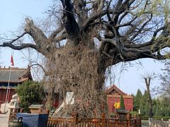 -大槐树寻根祭祖园