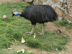 -西霞口神雕山野生动物世界