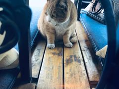 -Sirena海妖日咖夜酒