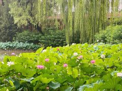 -北京动物园-畅观楼