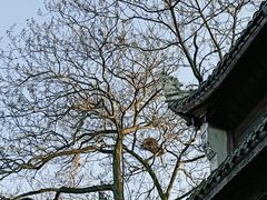 -青岩古镇
