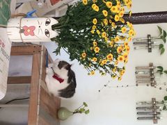 海边的猫和咖啡馆-海边的猫和咖啡馆