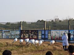 -盐城丹顶鹤湿地生态旅游区